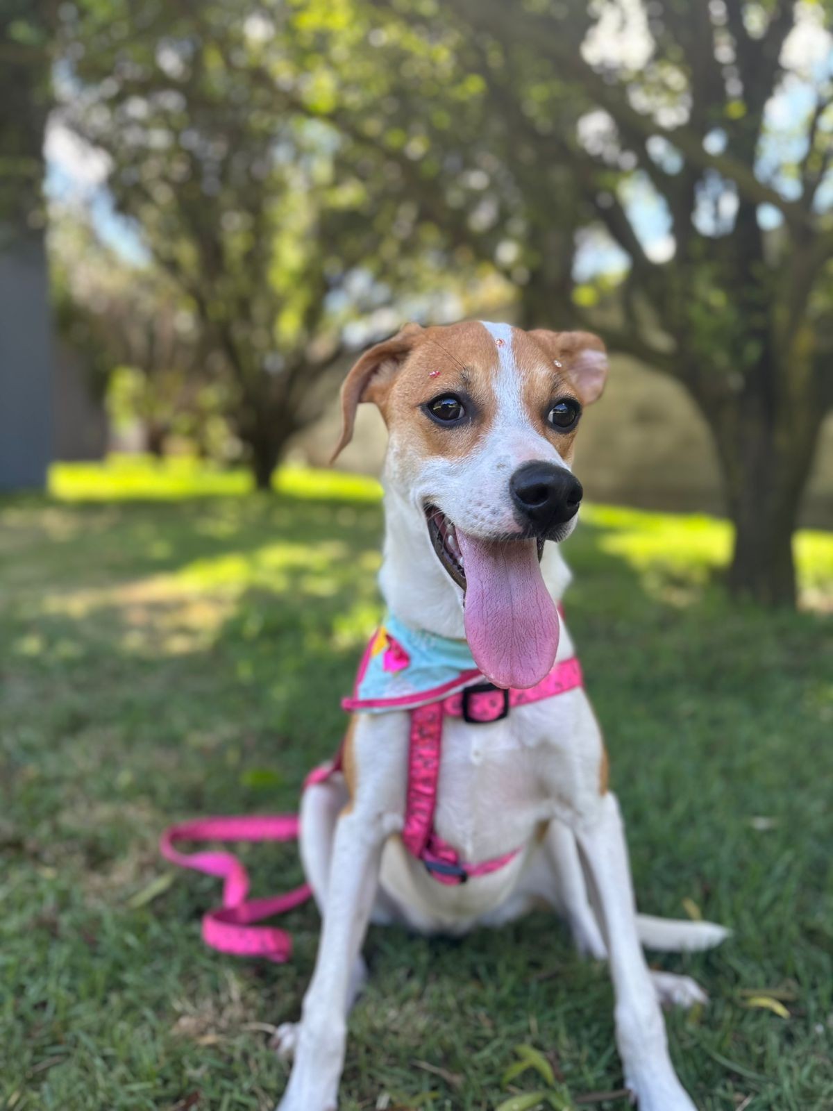 AMELIA