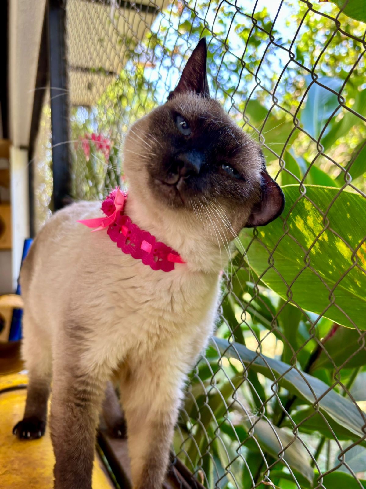 ALICE
