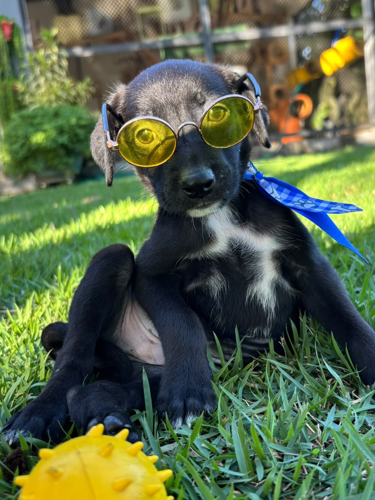 ANDRÉ